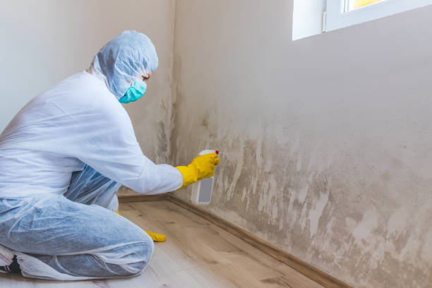 Best Mold Damage Restoration  in Eagleville, PA